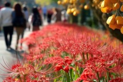 路边彼岸花、银杏果别乱碰，小心这些常见植物暗藏危险！