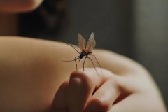 血型与蚊子偏爱之谜：总被盯上是真是血型惹的祸？