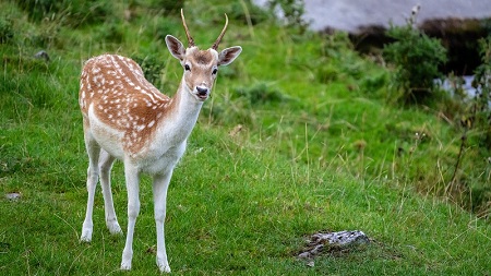 科勒智能马桶客服在线沟通梳理@科勒智能马桶怎么选猫爷